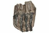 Partial Southern Mammoth Molar - Hungary #200771-2